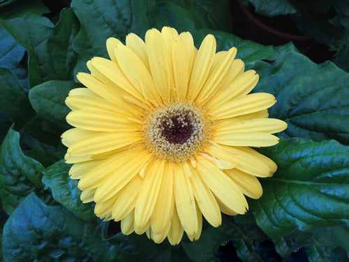 Daisy Gerbera Flower Seeds Yellow – Heirloom, Non-GMO, High Germination