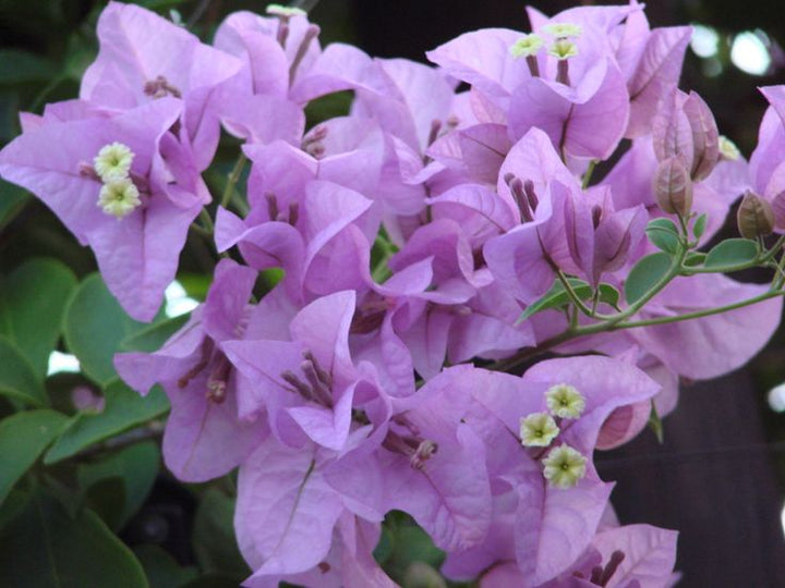 Light Purple Bougainvillea Flower Seeds Heirloom Non-GMO High Germination Organic Garden Seeds for Planting