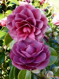 Dark Pink Camellia Flower Seeds – Heirloom, Non-GMO, High Germination Seeds