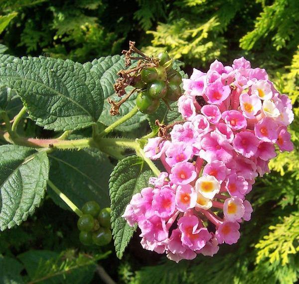 Pink Lantana Flower Seeds – Heirloom, Non-GMO, High Germination Seeds