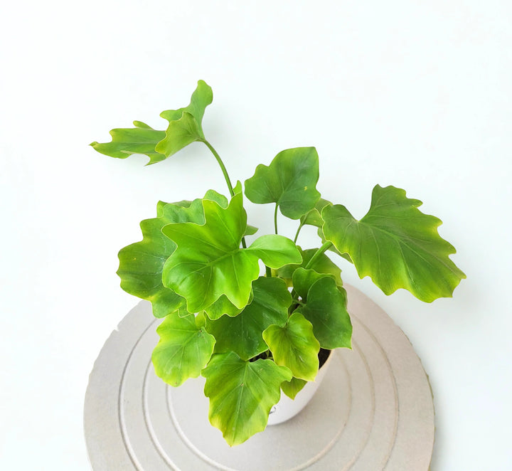 Futaba Philodendron Selloum Koch Seeds - Heirloom Non-GMO High Germination Seeds
