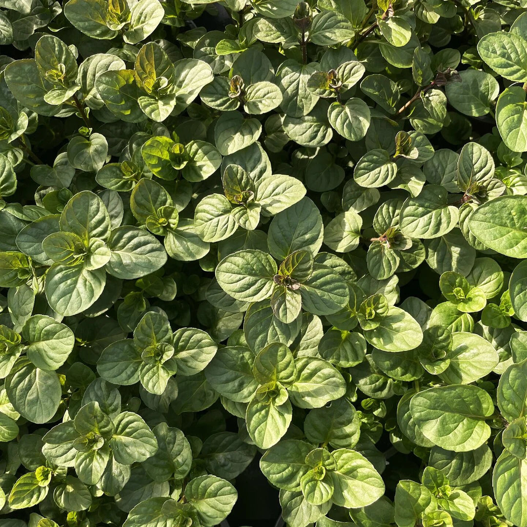 Orange Mint Seeds for Planting – Heirloom Non-GMO High Germination Herb Seeds