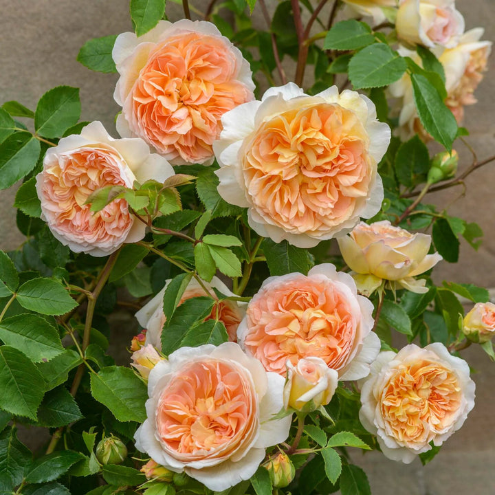 Peach Climbing Rose Flower Seeds – Heirloom, Non-GMO, High Germination Seeds