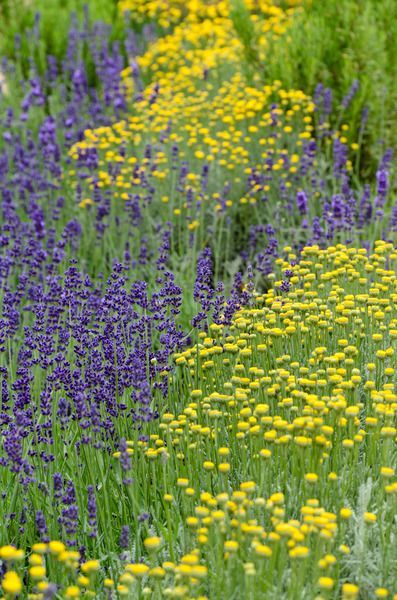 Mixed Lavender Flower Seeds – Heirloom, Non-GMO, High Germination Seeds