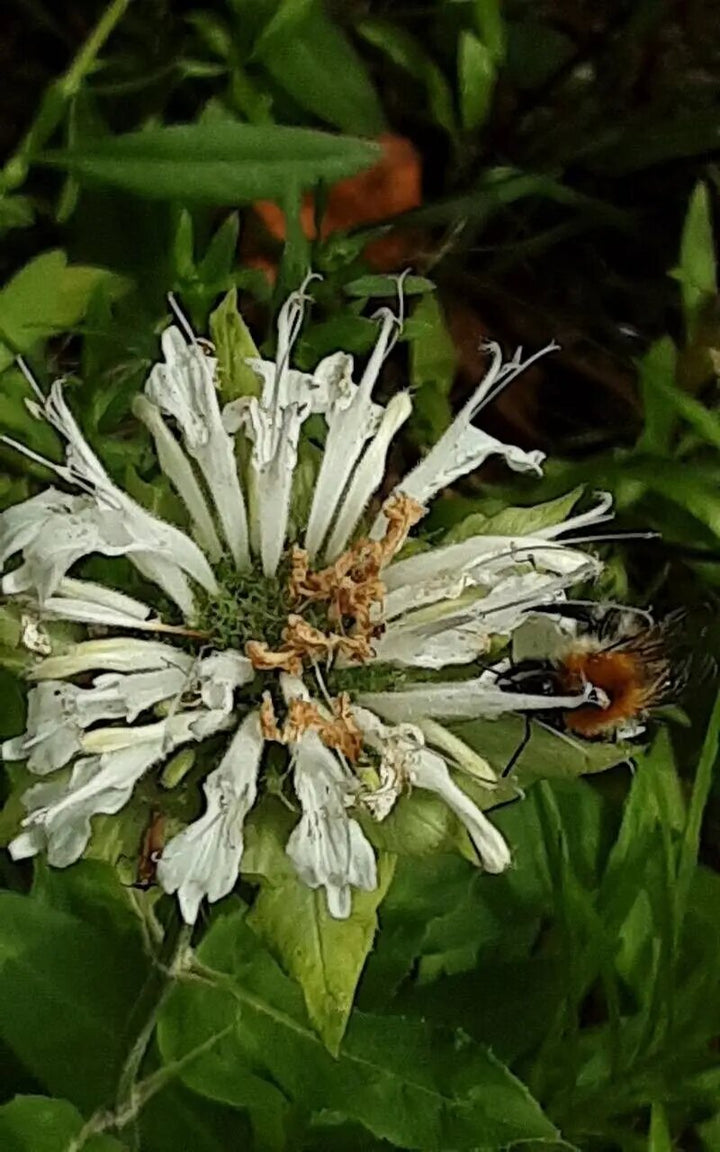 Riesen-Monarda-Blumensamen weiß zum Anbau – Erbstück, gentechnikfrei, keimstarke Bio-Gartensamen zum Pflanzen
