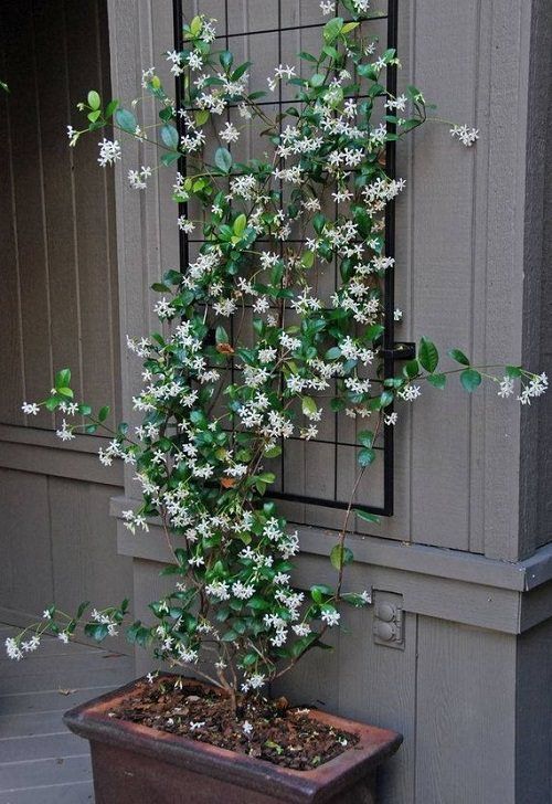 Climbing Jasmine Flower Seeds – Heirloom, Non-GMO, High Germination Seeds