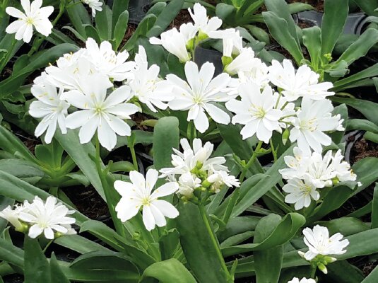 Lewisia Cotyledon Flower Seeds White – Heirloom, Non-GMO, High Germination Seeds