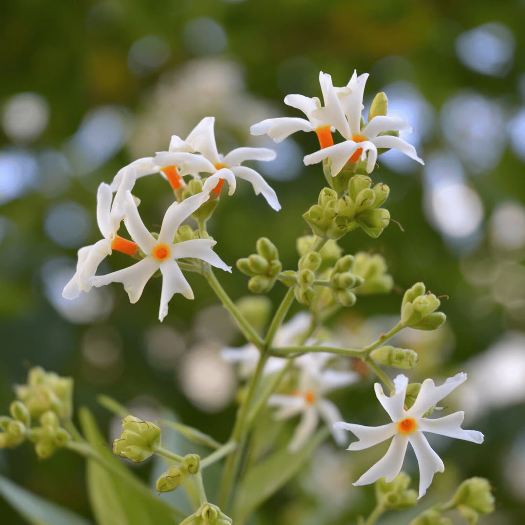 Harsingar Flower Seeds White – Heirloom, Non-GMO, High Germination Seeds