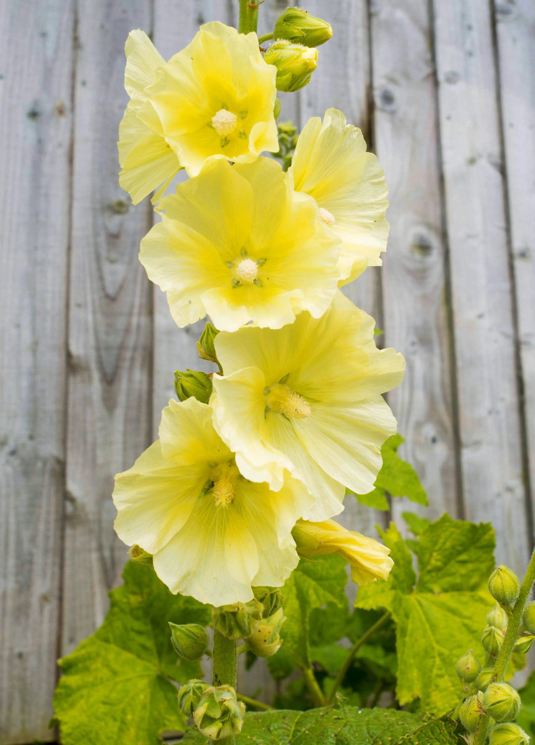 Yellow Hollyhock Flower Seeds – Heirloom, Non-GMO, High Germination Seeds
