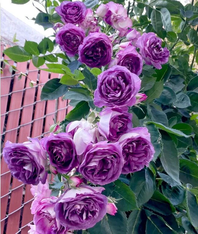 Semillas de Rosa Trepadora Lavanda – Semillas Heredadas No-Transgénicas de Alta Germinación