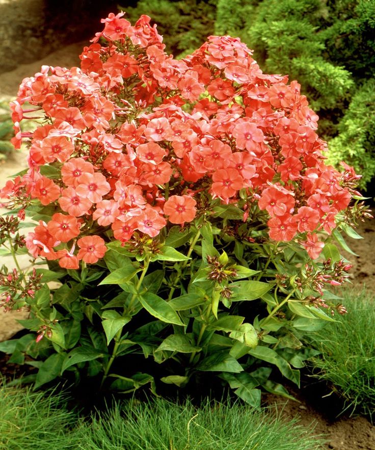 Semillas de Phlox Anual Naranja – Cimarrón, No-Transgénico, Semillas de Jardín Orgánicas de Alta Germinación para Sembrar