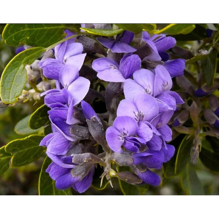 Laurel Flower Seeds Organic Purple – Heirloom, Non-GMO, High Germination Seeds