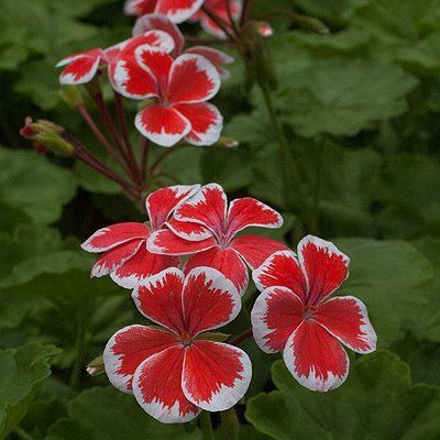 Orange White Univalve Geranium Flower Seeds – Heirloom, Non-GMO, High Germination