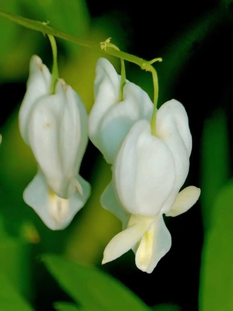 White Lamprocapnos Flower Seeds – Heirloom, Non-GMO, High Germination Seeds