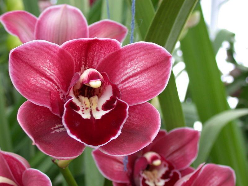 Pink Red Orchid Flower Seeds – Heirloom, Non-GMO, High Germination Seeds