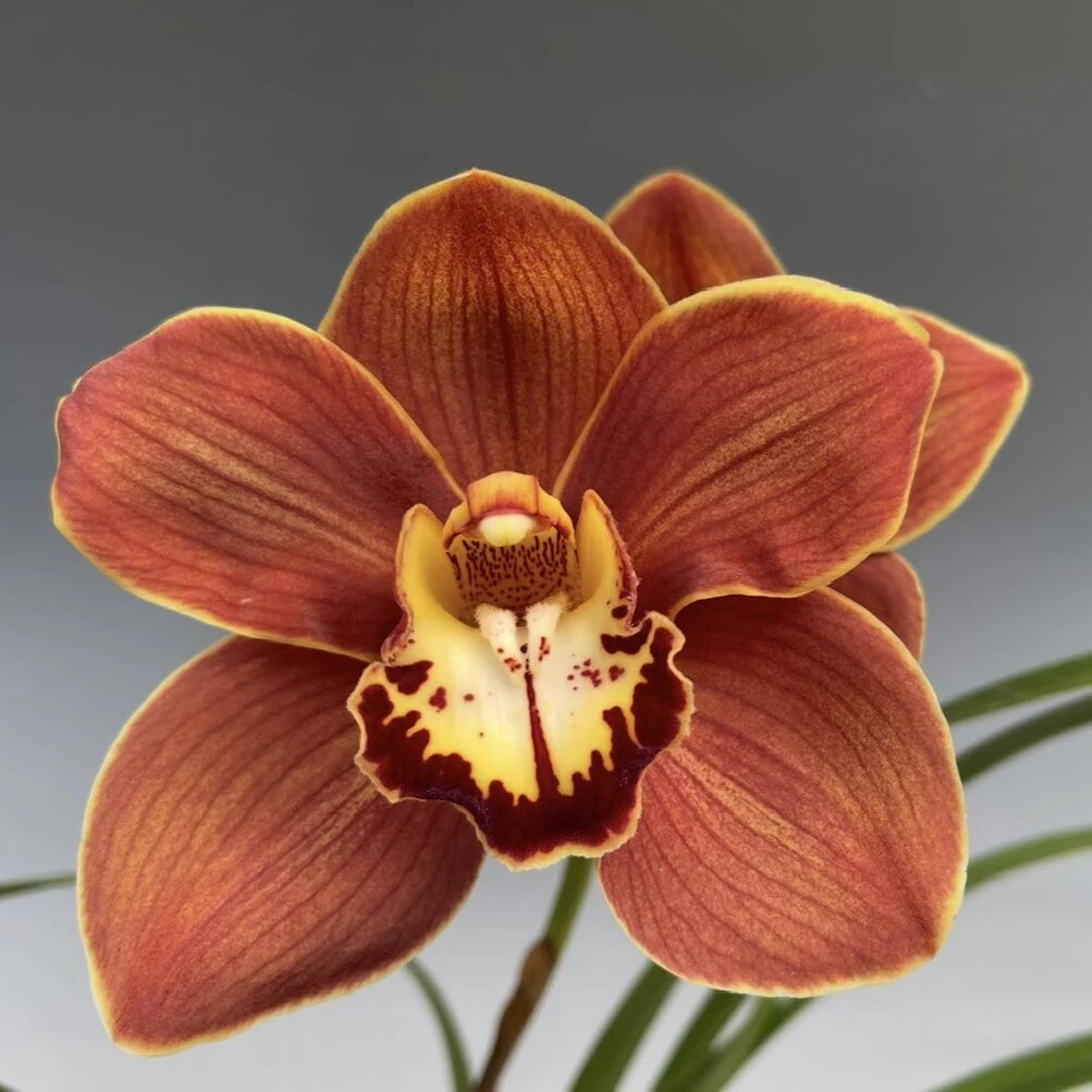 Orchid Flower Seeds Brown – Heirloom, Non-GMO High Germination Seeds