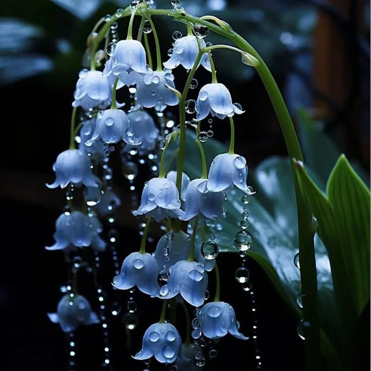 Lily The Valley Flower Seeds Blue – Heirloom, Non-GMO, High Germination Seeds