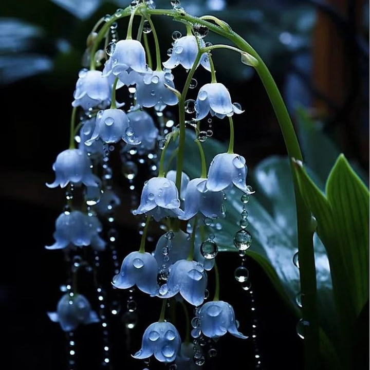 Lily The Valley Flower Seeds Blue – Heirloom, Non-GMO, High Germination Seeds