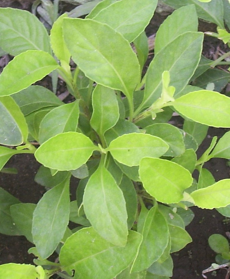 Heirloom Non-GMO Tomorrow’s Leaf (Ashitaba) Seeds for Planting – High Germination Organic Garden Seeds