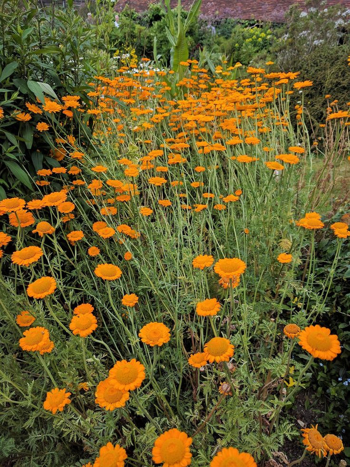 Chamomile Flower Seeds Orange – Heirloom Non-GMO High Germination Seeds for Planting