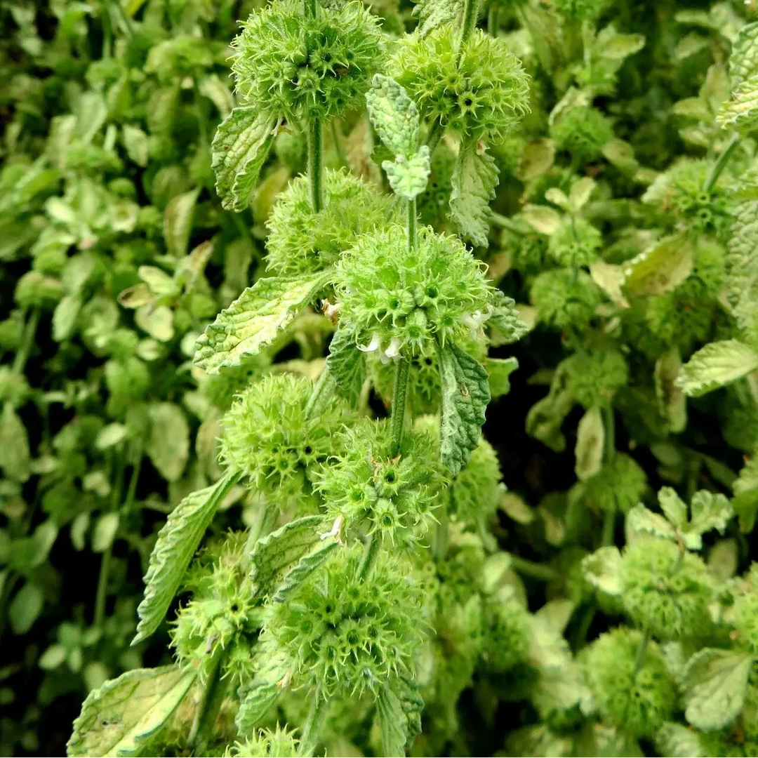 Green Light herb seeds