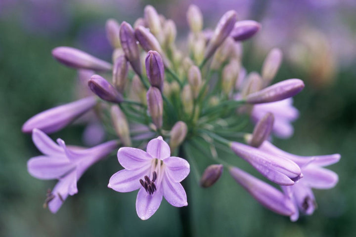 Agapanthus Flower Seeds Purple for Planting – Heirloom Non-GMO High Germination Organic Garden Seeds