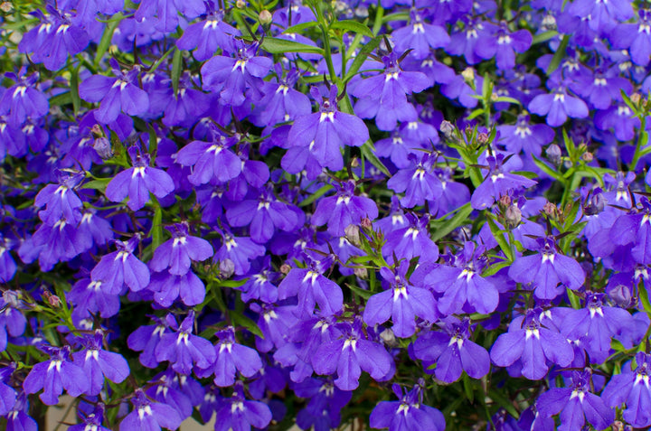 Blue Aubrieta Flower Seeds for Planting – Heirloom Non-GMO High Germination Organic Garden Seeds