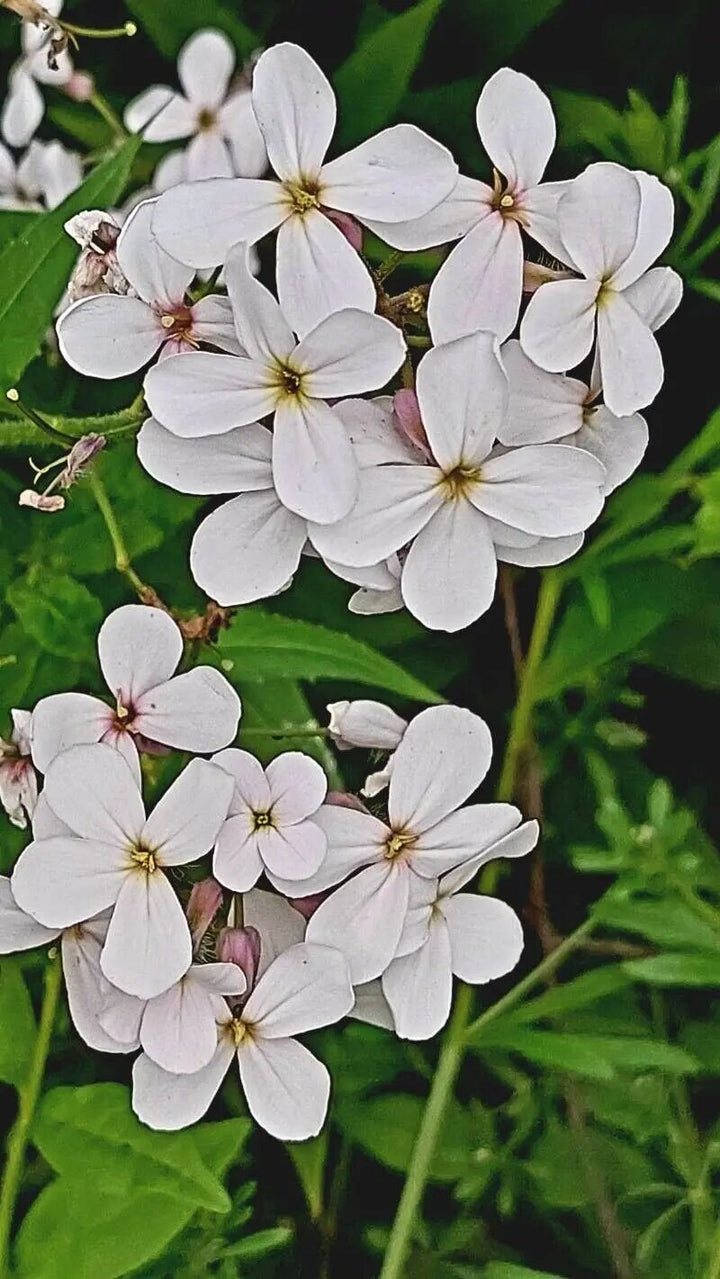 Semillas de Flores Hesperis Matronalis Blancas – Herencia, No OGM, Semillas de Alta Germinación