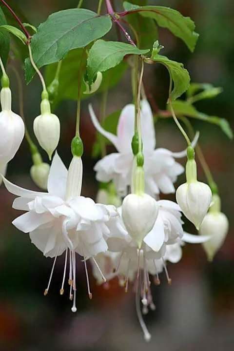 White Fuchsia Seeds for Planting – Heirloom, Non-GMO, High Germination Organic