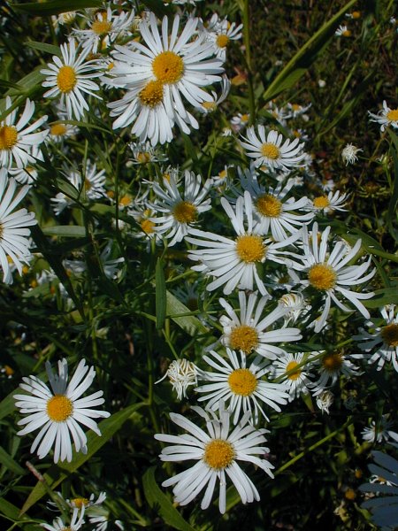 Aster Boltonia Flower Seeds for Planting – Heirloom Non-GMO High Germination Organic Seeds