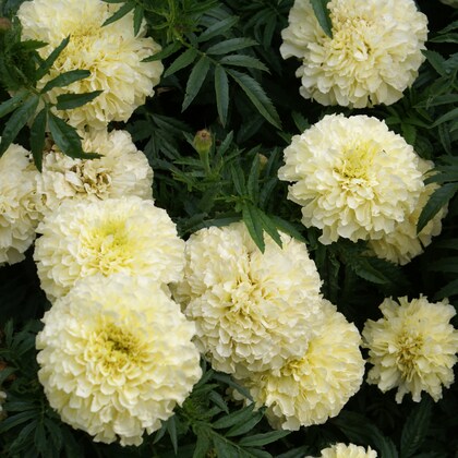 Marigold Flower Seeds White – Heirloom, Non-GMO, High Germination Seeds