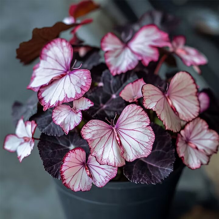 Moonlight Butterfly Begonia Pink/White Seeds for Planting, Heirloom Non-GMO, Organic Garden Seeds High Germination