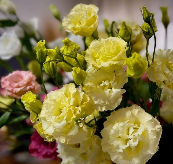 Eustoma Flower Seeds Yellow Heirloom Non-GMO High Germination Organic Garden Seeds