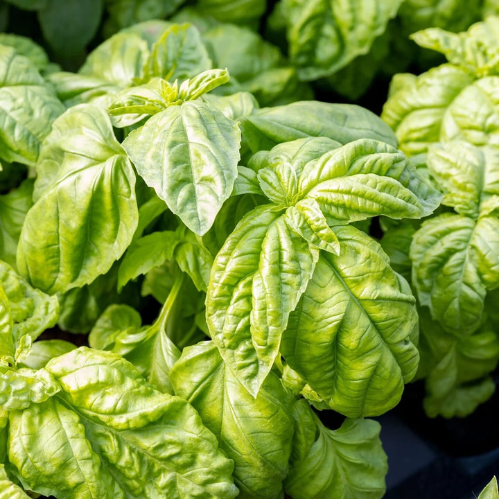 Napoletano Basil Seeds for Planting – Heirloom, Non-GMO, High Germination Organic Garden Seeds for Italian Herb Gardens