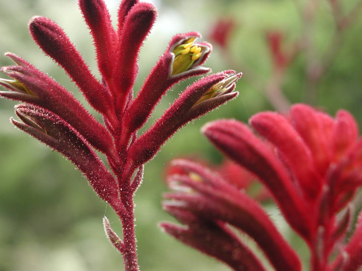Red Kangaroo Paw Flower Seeds – Heirloom Non-GMO High Germination Organic Garden Seeds for Planting