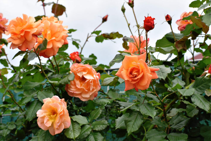 Orangene Rosa Kletterrosen-Samen zum Pflanzen – Alte Sorte Gentechnikfrei Hohe Keimrate Bio-Gartensamen