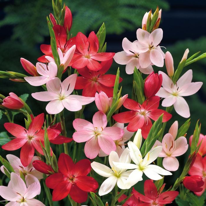 Mixed Schizostylis Flower Seeds – Heirloom, Non-GMO, High Germination Seeds