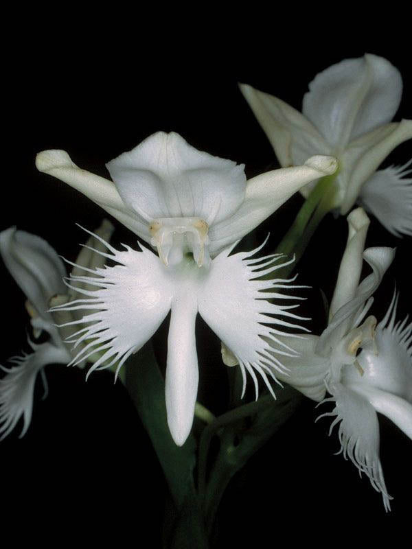 White Parrot Orchid Flower Seeds – Heirloom, Non-GMO, High Germination Seeds