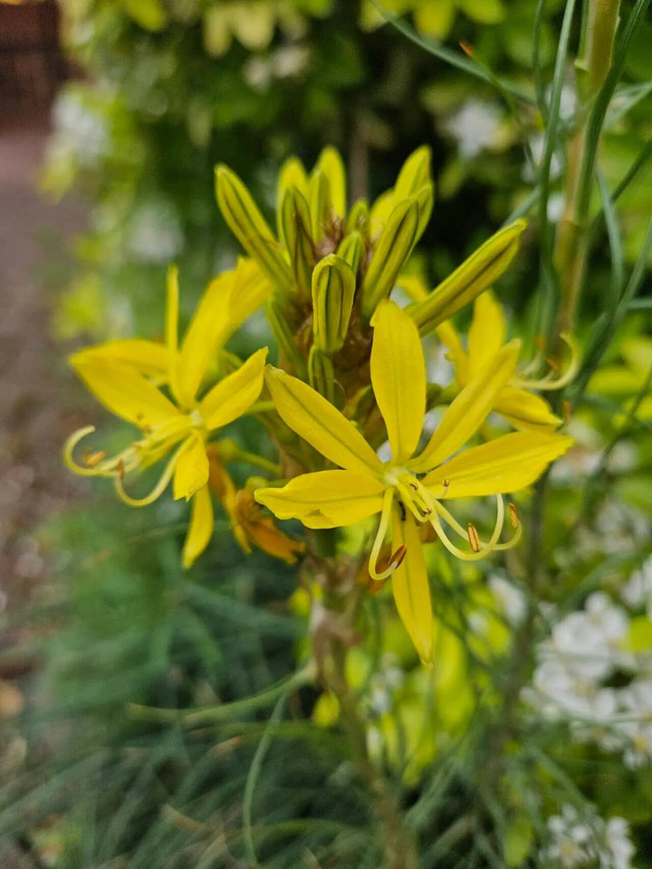 Asphodeline Flower Seeds Yellow for Planting – Heirloom Non-GMO High Germination Organic Seeds