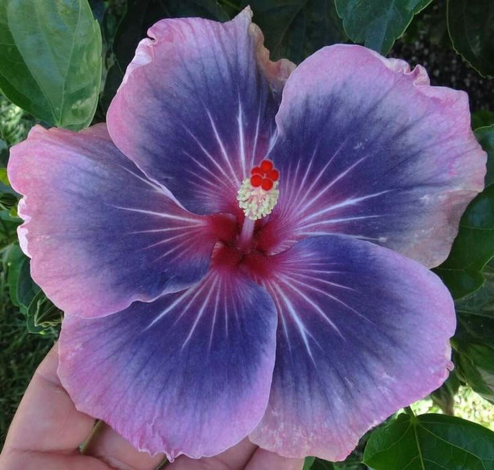 Hibiscus Flower Seeds Perennial for Planting – Heirloom Non-GMO High Germination Seeds