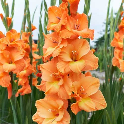 Orange Gladiolus Flower Seeds – Heirloom, Non-GMO, High Germination Seeds