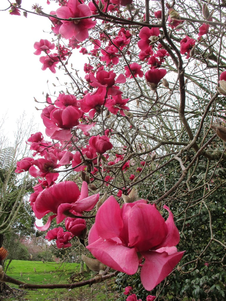 Red Magnolia Flower Seeds – Heirloom, Non-GMO, High Germination Seeds