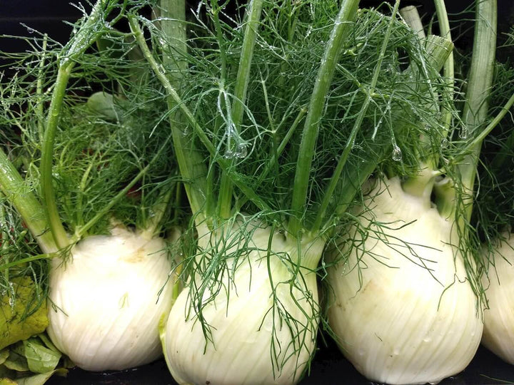 Fennel Plant Seeds – Heirloom, Non-GMO, High Germination Garden Seeds for Planting