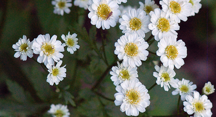 White Tanacetum Parthenium Flower Seeds Heirloom Non-GMO High Germination Organic Garden Seeds for Planting