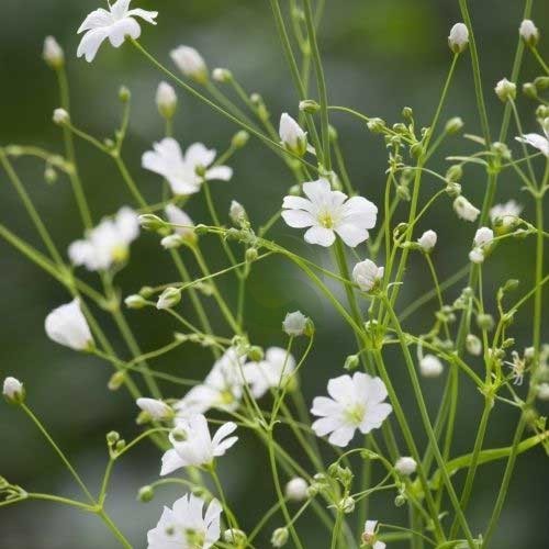 Heliopsis Flower Seeds White – Heirloom, Non-GMO, High Germination Seeds