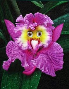 Monkey Face Orchid Flower Seeds Pink – Heirloom, Non-GMO, High Germination Seeds