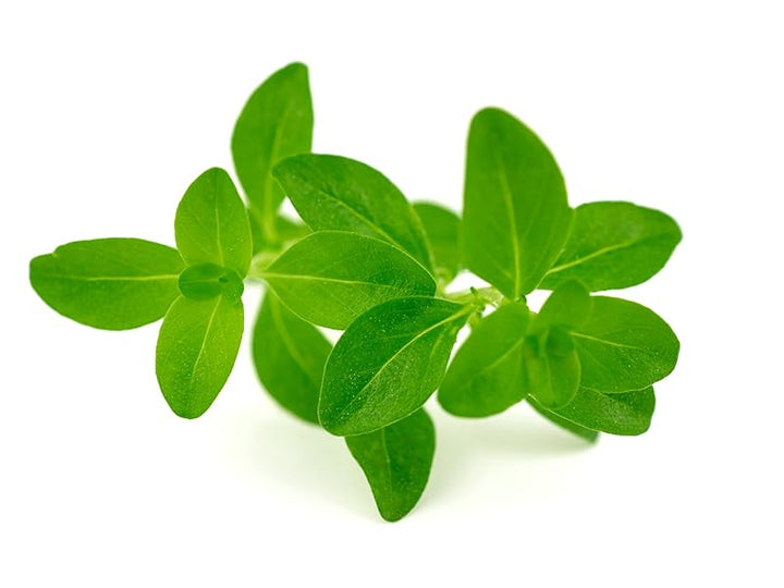 Thyme Plant Seeds Heirloom Non-GMO High Germination Organic Garden Seeds
