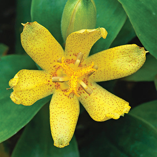 Yellow Tricyrtis Flower Seeds for Planting – Heirloom Non-GMO, High Germination Organic Garden Seeds