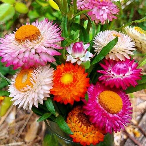 Mixed Strawflower Seeds – Heirloom, Non-GMO, High Germination Seeds