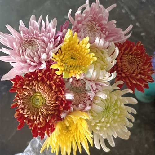 Chrysanthemum indicum hortorum Flower Seeds – Heirloom Non-GMO Seeds